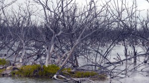 Bah Inagua 621 klein